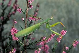 Mantis1